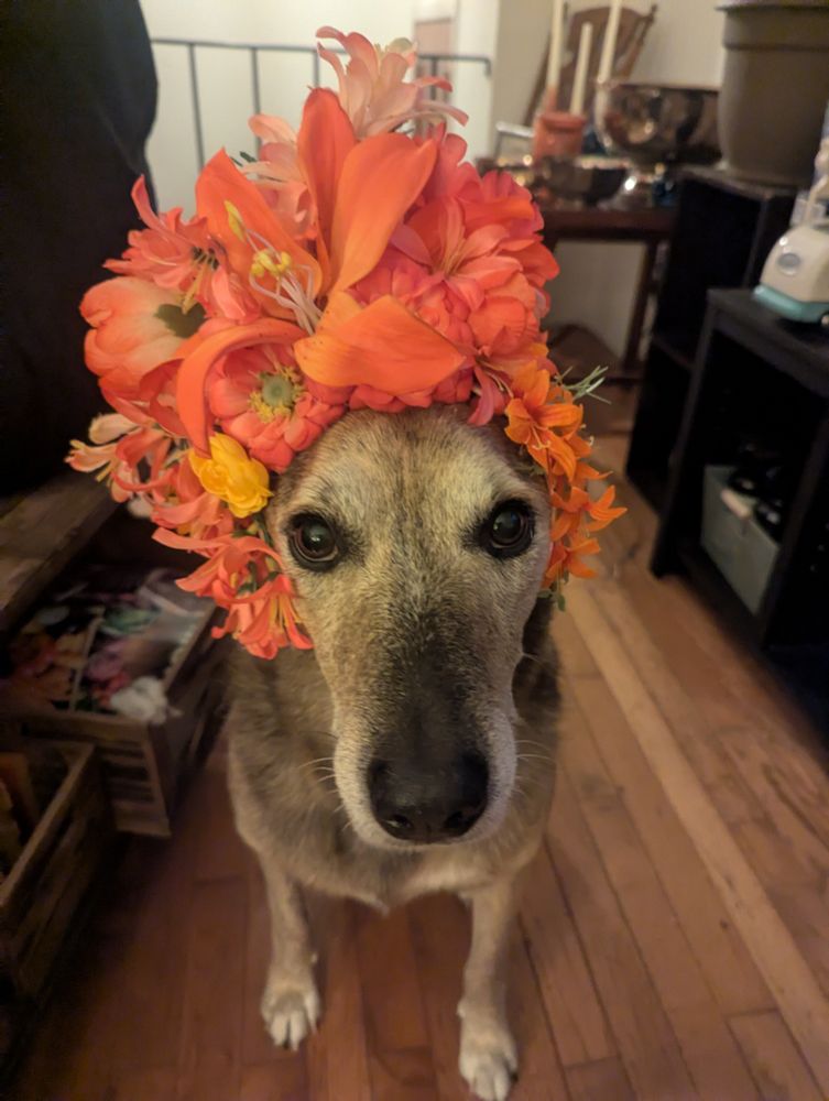 Photo of old dog with orange-pink flower crown