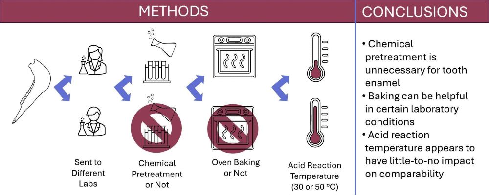 Graphical abstract. An animal jaw is sent to different labs, chemically pretreated or not, oven baked or not, and acid reaction temp is set to 30 or 50 C. Conclusions are: 1. Chemical pretreatment is unnecessary for tooth enamel
2. Baking can be helpful in certain laboratory conditions
3. Acid reaction temp appears to have little-to-no impact on comparability