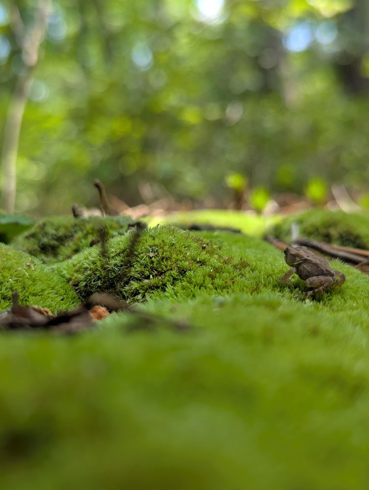 photo of small frog in mosss