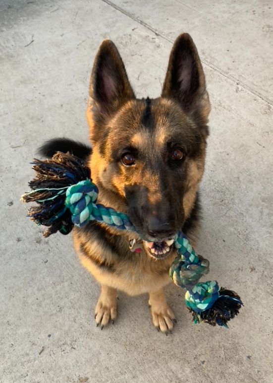 A black and tan, large German Shepherd Dog is sitting and looking up at us with hopeful eyes. She is holding a green rope throw toy in her mouth, and is eagerly wishing that her person would stop taking pictures and play with her. Background is a light gray concrete driveway.