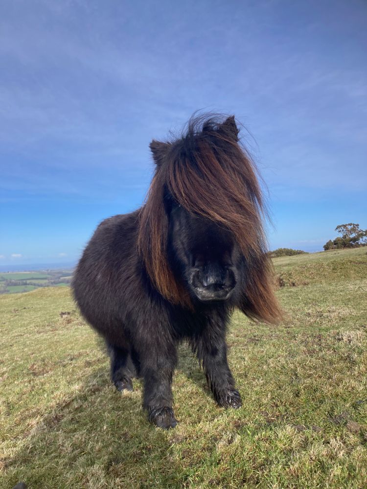 A pony I met on Dartmoor who still looks exactly like it did in its Myspace profile photo from 2006.