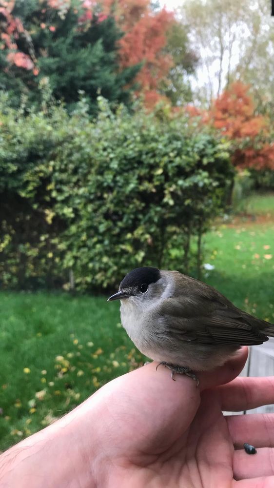 A blackcap on my hand 