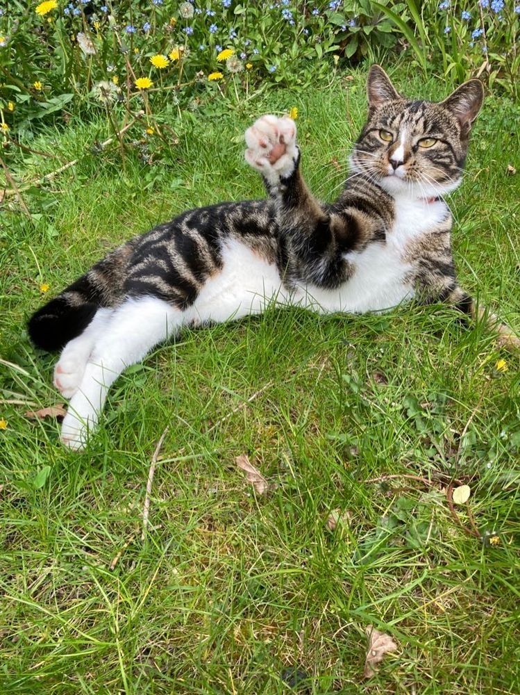 Our cat Charles waving goodbye to a bee, as - due to being generally annoyed by Keir Starmer - it sets off for a new life in North West Africa.