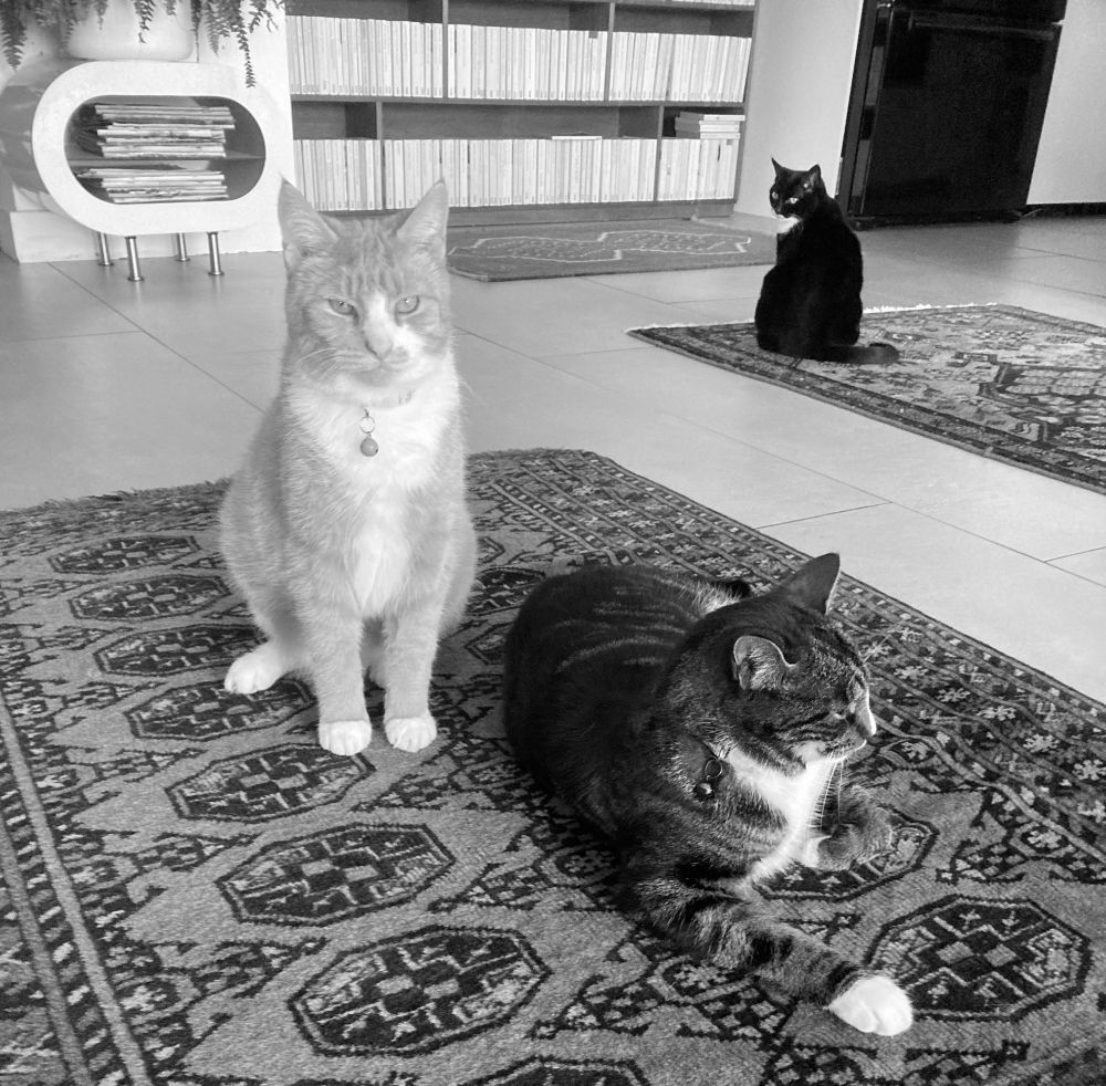 My cats Jim, Charles and Roscoe