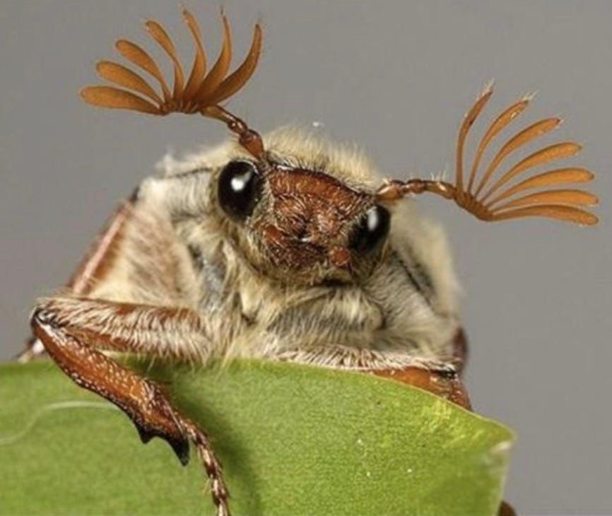 A cockchafer beetle, looking kind of chill and showing you its pad