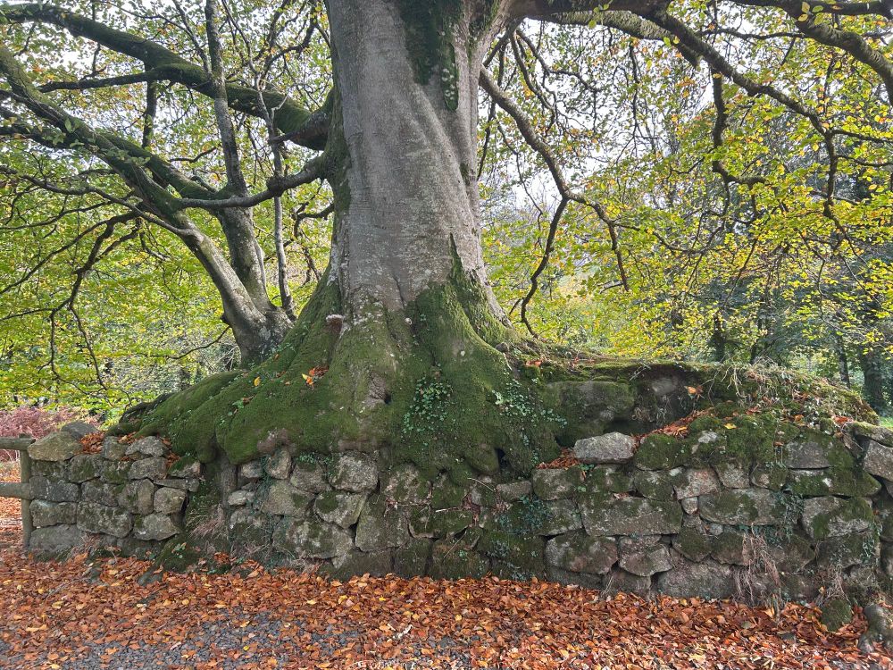 Every time I see it, I am awestruck by this tree, which has broken effortlessly through an old stone wall beside Devon’s River Teign. But - despite the simile I’ve used in my main caption - the more I think about it, the reason for the awe is not just about the tree, but about the fact that the wall, too, is still beautifully intact, after all this time. Actually, the tree and wall seem like friends, and it seems to confirm that, while nature is beautiful, what can be even more beautiful is nature working in tandem with the creations of humans (when those humans are not being grasping capitalist fuckpigs).