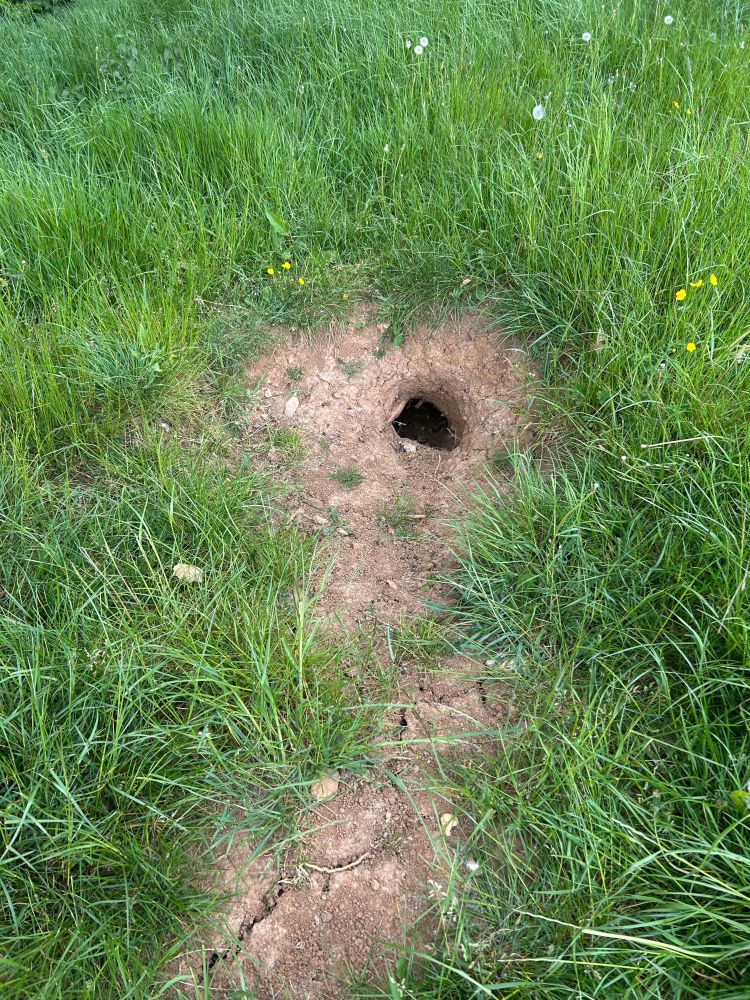 Mysterious beast portal