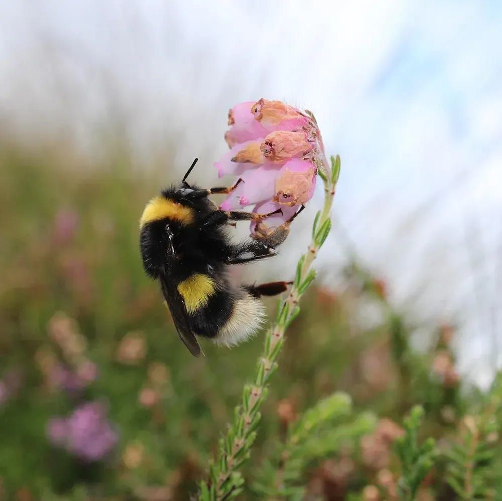 A nice fluffy bee who has just stepped out of a salon and is feeling good but also very thirsty.