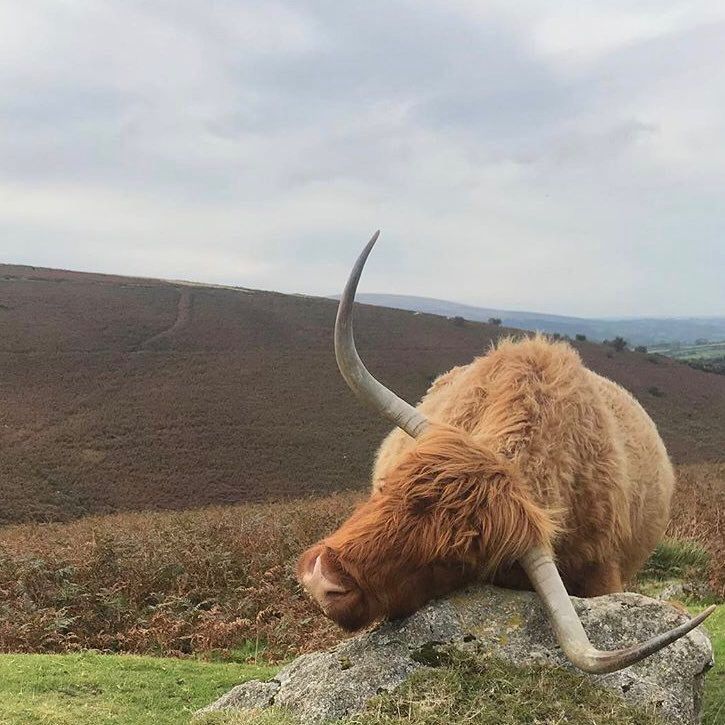 A highland cow having a little nap on a boulder on Dartmoor (ok, it was actually scratching its head)