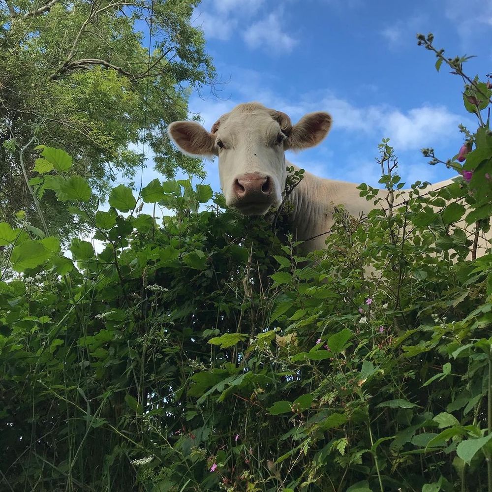A cow who is wondering what the fuck I think I am doing in her manor.