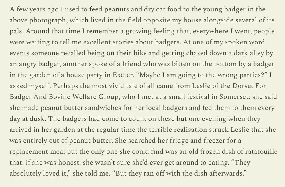 A few years ago I used to feed peanuts and dry cat food to the young badger in the above photograph, which lived in the field opposite my house alongside several of its pals. Around that time I remember a growing feeling that, everywhere I went, people were waiting to tell me excellent stories about badgers. At one of my spoken word events someone recalled being on their bike and getting chased down a dark alley by an angry badger, another spoke of a friend who was bitten on the bottom by a badger in the garden of a house party in Exeter. “Maybe I am going to the wrong parties?” I asked myself. Perhaps the most vivid tale of all came from Leslie of the Dorset For Badger And Bovine Welfare Group, who I met at a small festival in Somerset: she said she made peanut butter sandwiches for her local badgers and fed them to them every day at dusk. The badgers had come to count on these but one evening when they arrived in her garden at the regular time the terrible realisation struck Leslie that she was entirely out of peanut butter. She searched her fridge and freezer for a replacement meal but the only one she could find was an old frozen dish of ratatouille that, if she was honest, she wasn’t sure she’d ever get around to eating. “They absolutely loved it,” she told me. “But they ran off with the dish afterwards.”