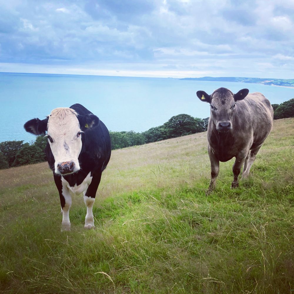 A couple of grumpy cattle I met on the Devon coast path.