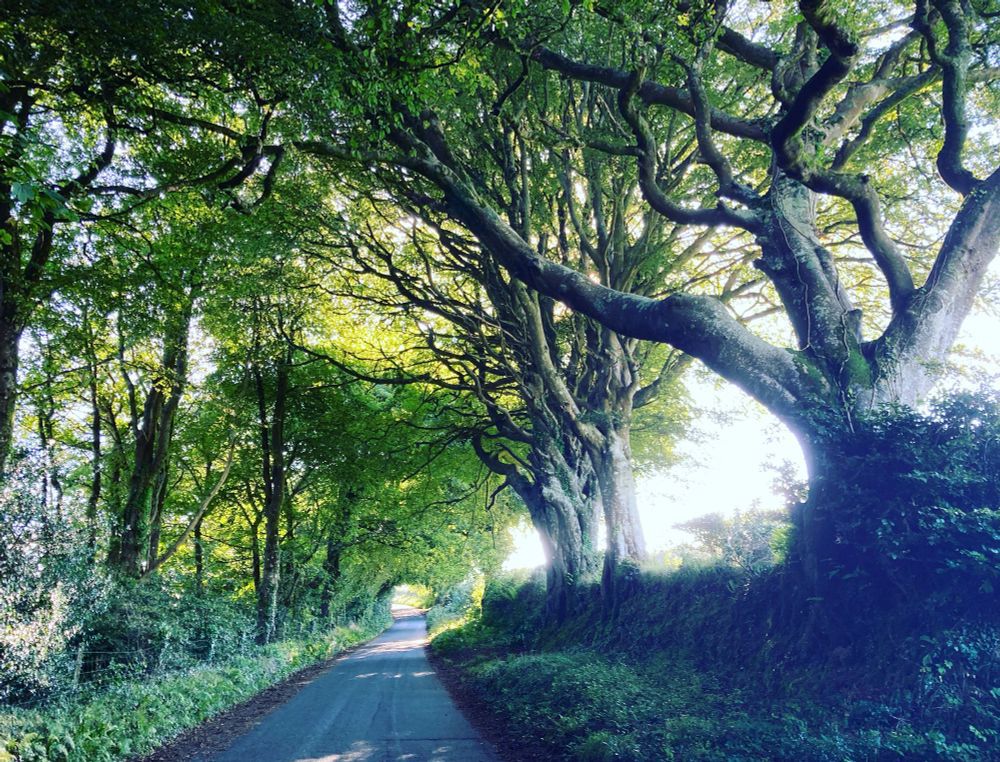 A Cornish country lane in summer.