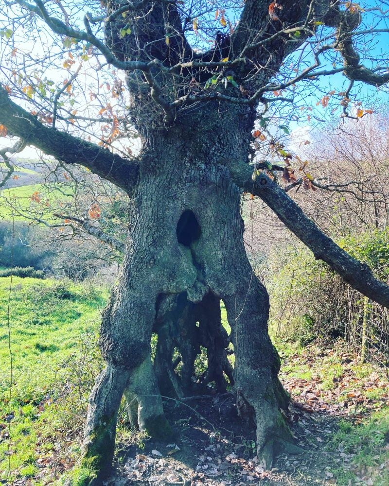 A tree - possibly an ent - with legs, arms and an unusually large bellybutton.