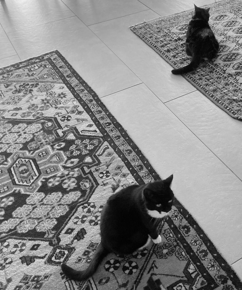 Roscoe and Charles, considering the ultimate futility of all feline endeavours.
