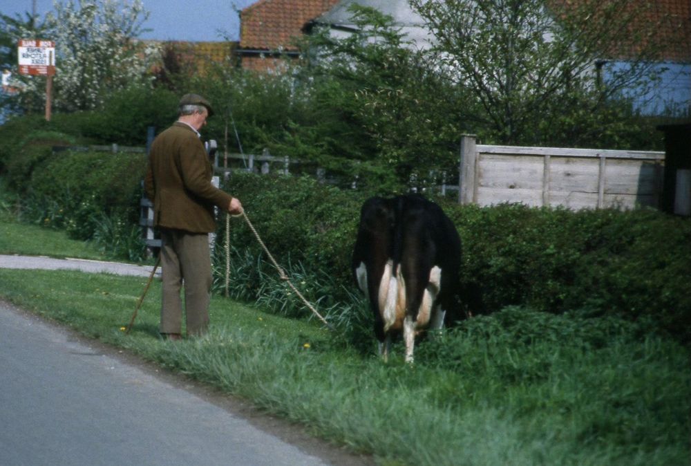 An old man walking his cow through the Nottinghamshire countryside on rope during the early 1980s.