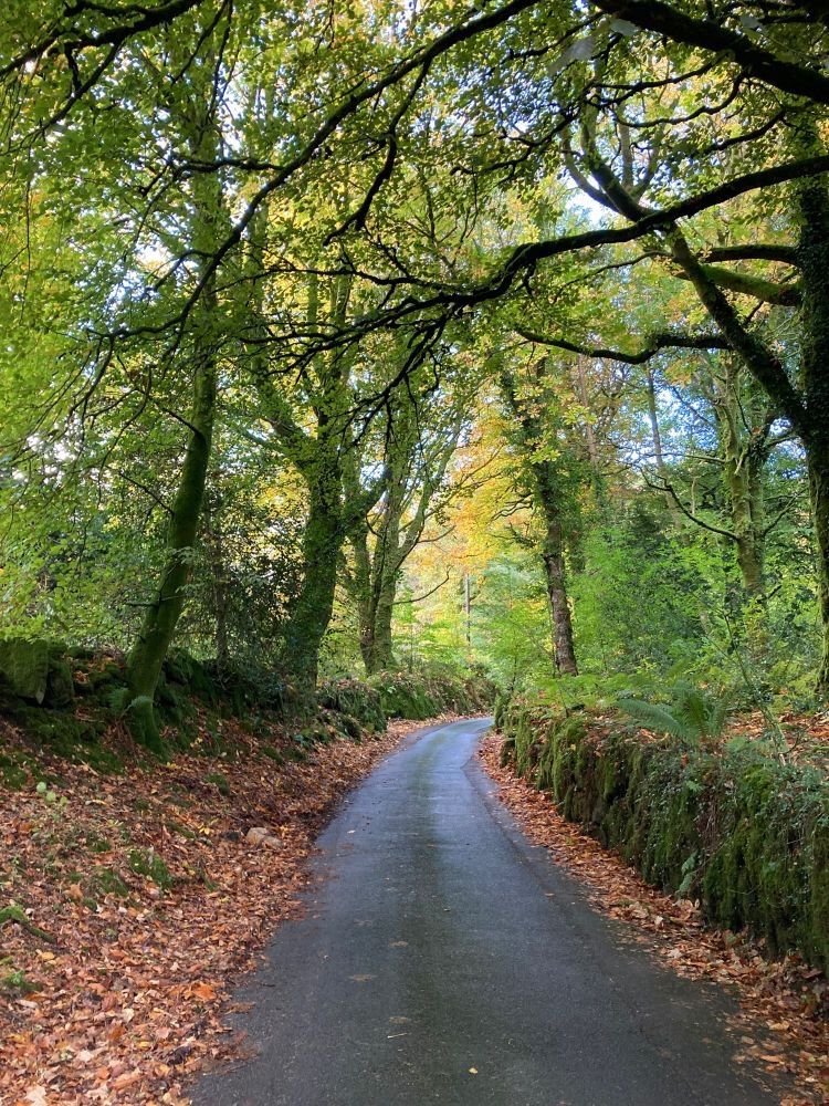 Another lovely Dartmoor lane.