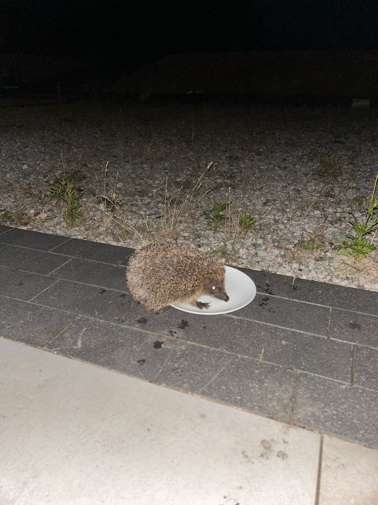 A hedgehog eating our cats’ leftovers 