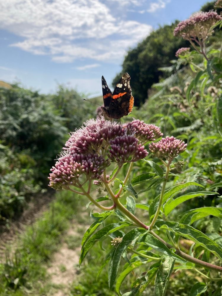 A red admiral butterfly hanging out near the coast in Devon, UK