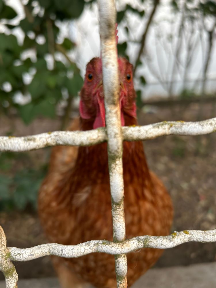 A friendly chicken, in Orleans, France.