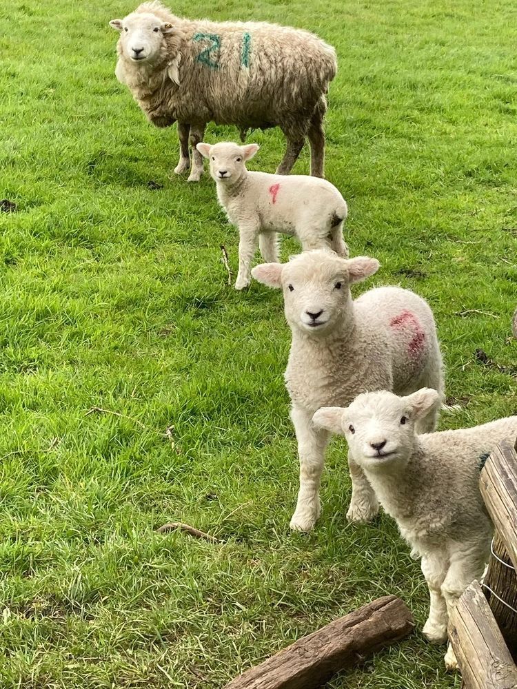 Some really creepy - but also cute - looking lambs and their sheep guru.