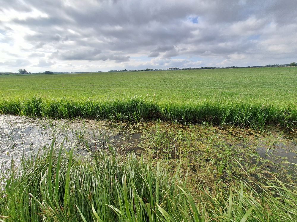 Weids rivierenlandschap. De weilanden zijn niet veel soeps. De slootjes echter prachtig met honderden Pijlkruid en Kikkerbeet