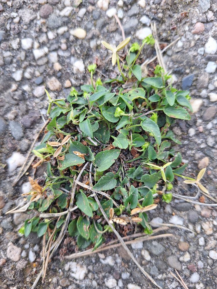 Hondsviooltje was opvallend veel aanwezig in dit hok