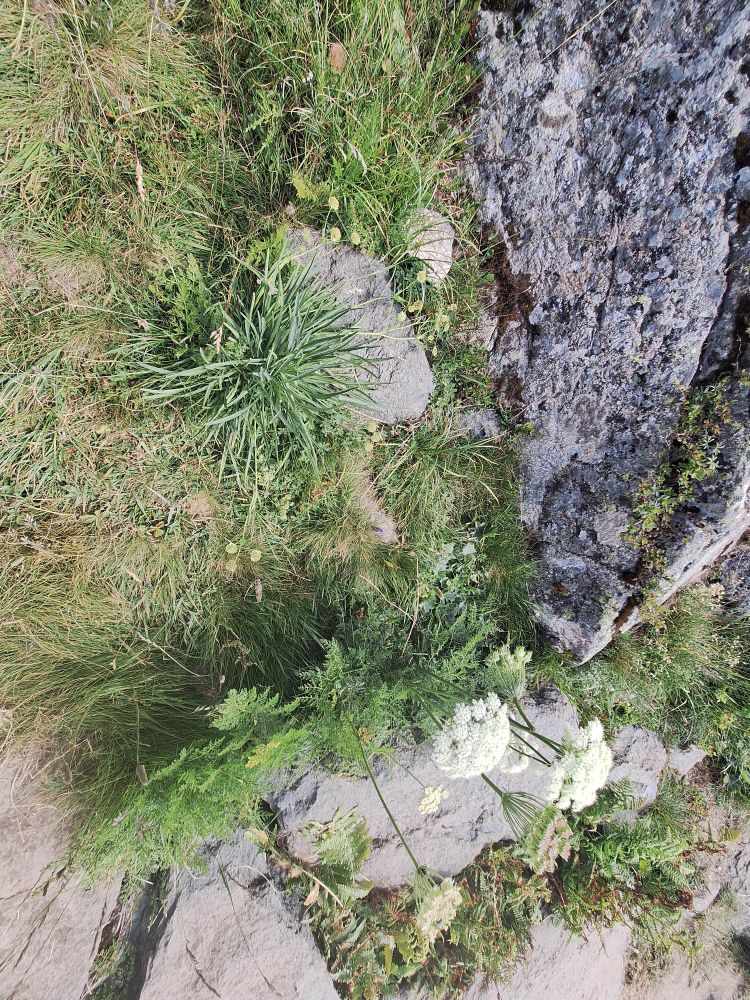 Laserpitium halleri en Bupleurum stellatum. Nice