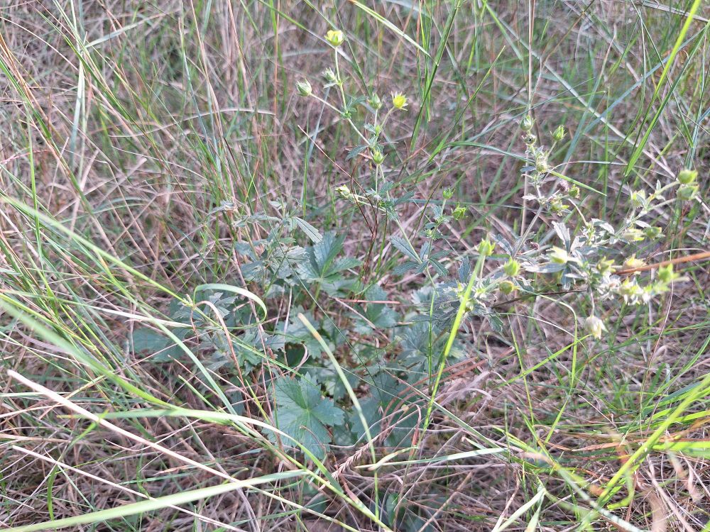 Middelste ganzerik was ook nieuw in dit hok. Deze stond dan weer op een plek waar niemand komt....