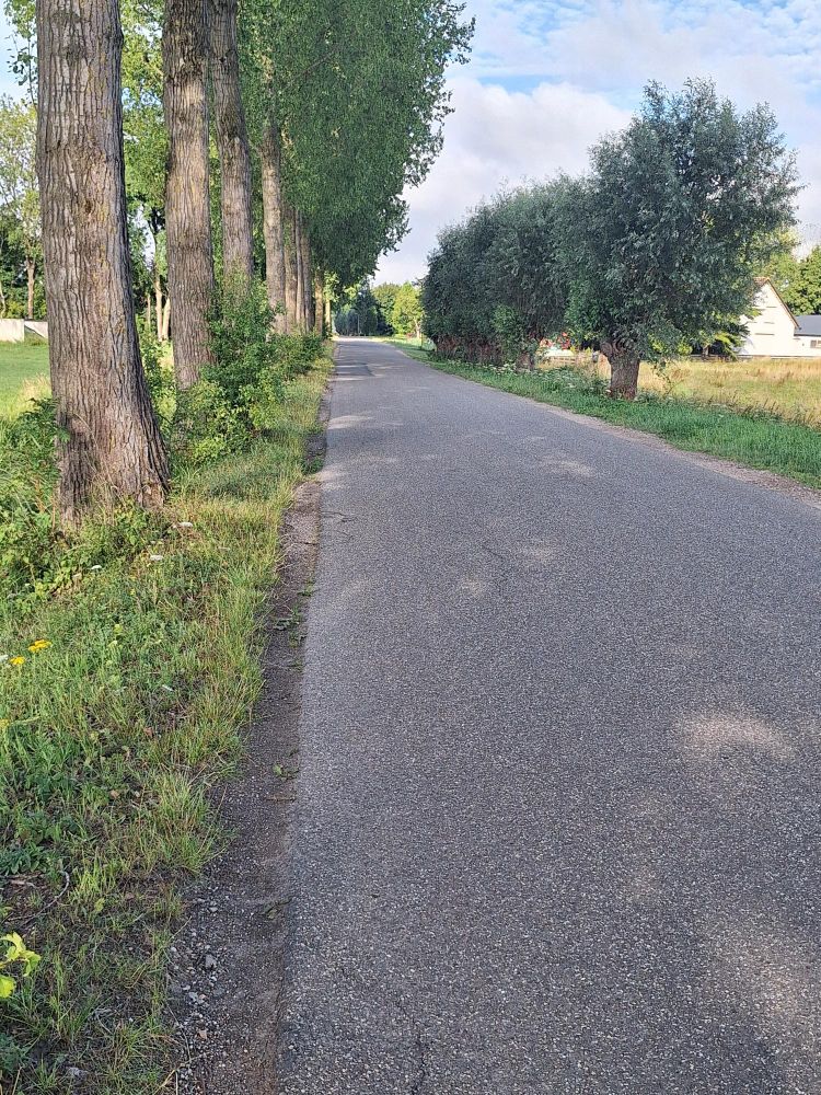 De linkerkant is een fantastische rivierengebiedberm. Natuurlijk met Populieren. Verderop zijn Eiken geplant. Daar groeit niet Kamgras, Goudhaver, Grote ratelaar, Gewone agrimonie en of Rode ogentroost. Zeldzaamheden. Onder de Populieren echter wel. Populierenbermen verdwijnen echter vrijwel allemaal. Geruisloos. Niemand heeft het door. Zo zonde...