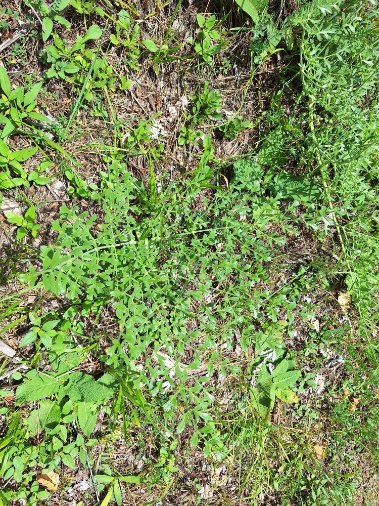 Laserpitium gallicum op zwaar zonnige zuidhelling. Prachtige plek was dit met vele soorten schermbloemigen