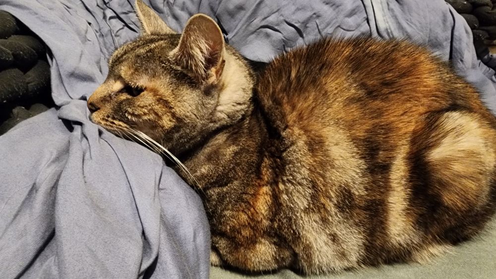 Mirage, a small silver tabby, leans her little chin on a pile of blankets as a pillow