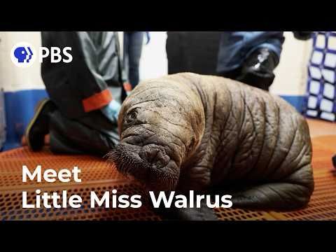 This Tiny Walrus Will Melt Your Heart