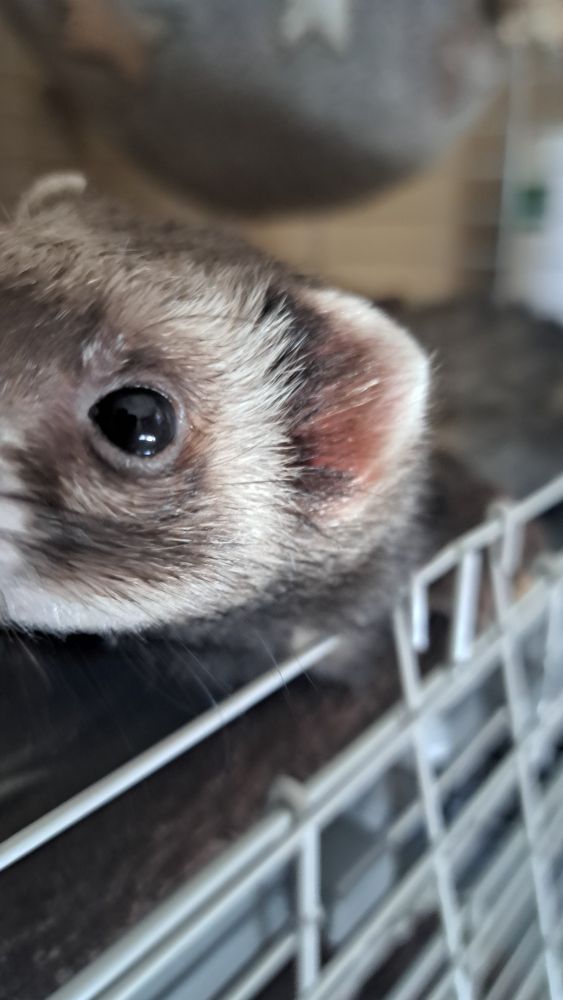 Ferret being nosy at the camera