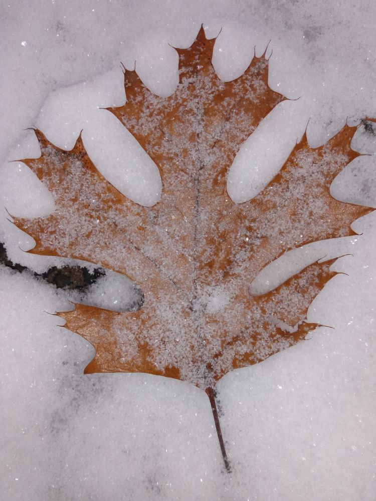 Frost covered leaf lying in the snowy ground. 