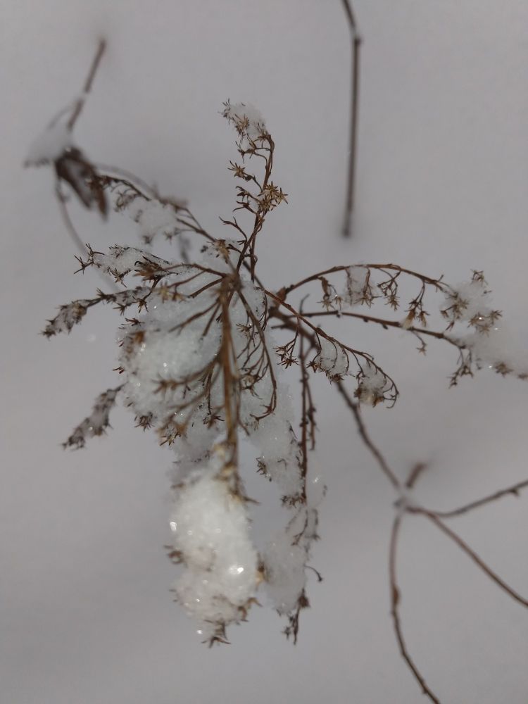 Freshly fallen snow glistens on plant