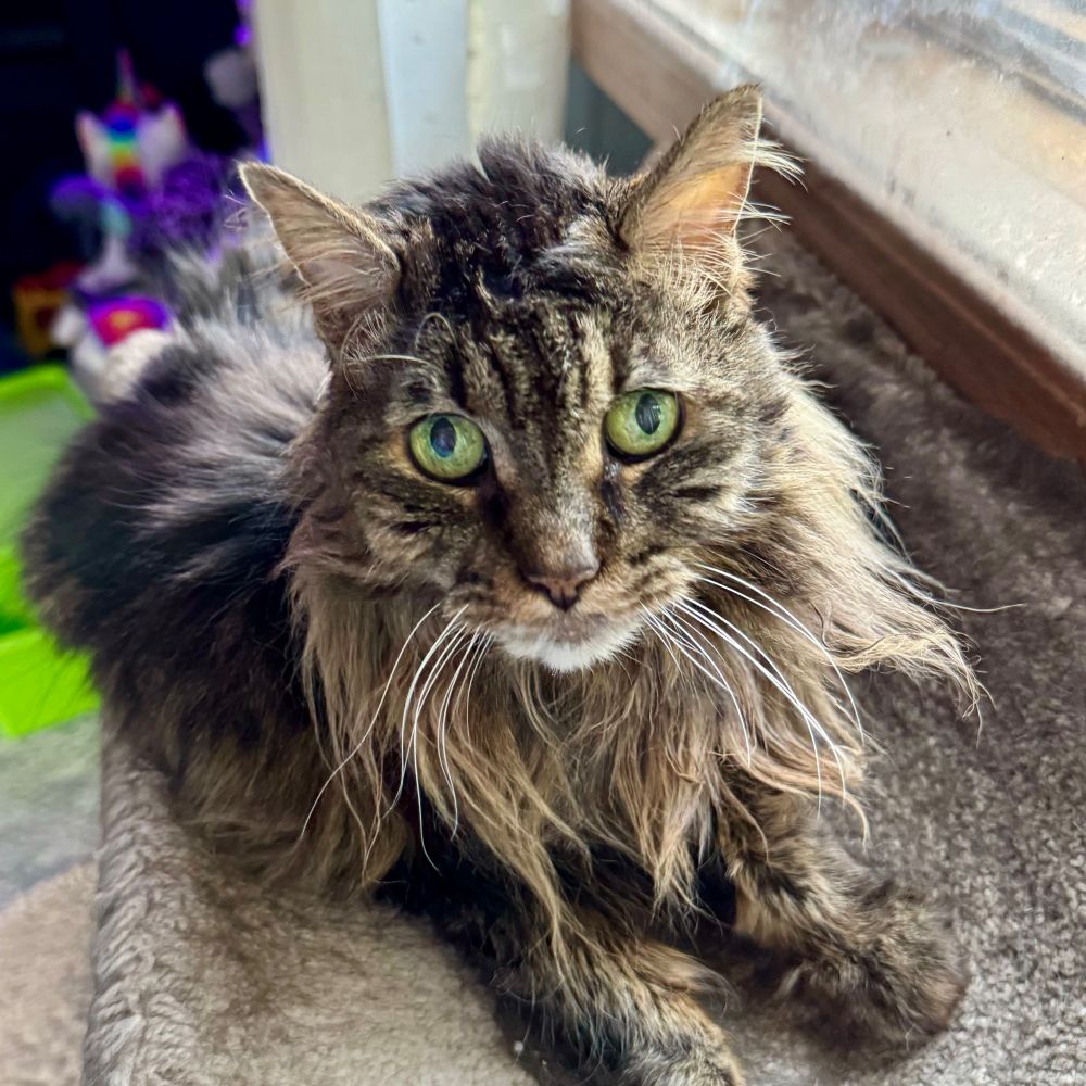 A fluffy brown/gray cat named Delilah with green eyes and messy hair looking at the camera as she lies on her perch by the window.