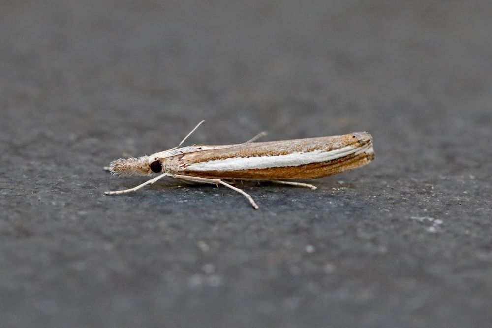 Agriphila latastria a first for me.