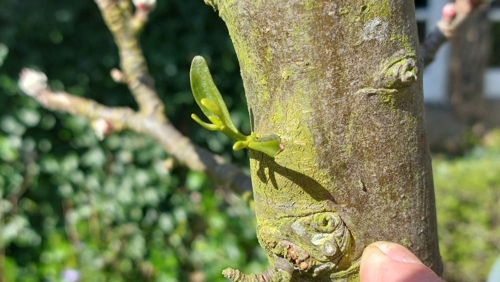 March 2024 tiny plants