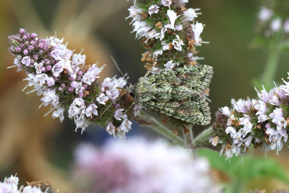 Brindled Green rare up here, a garden first.