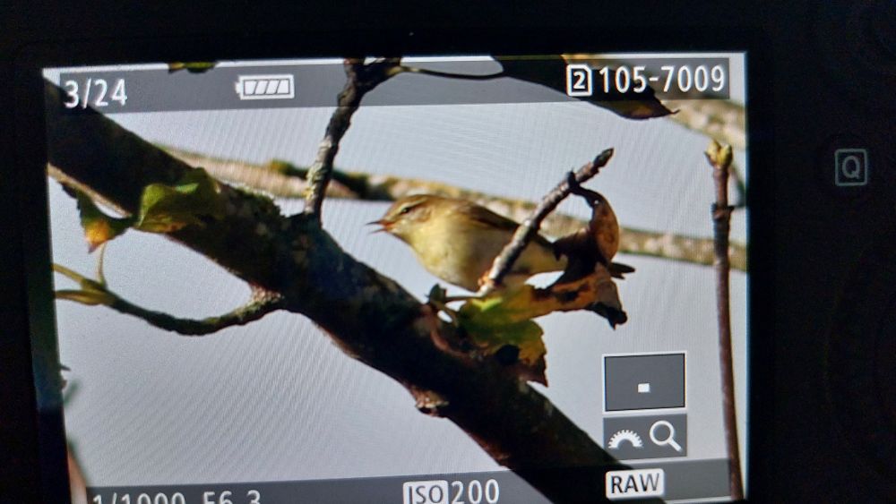 Willow Warbler