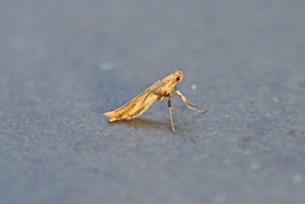 Caloptilia honoratella a first for Northumberland. 