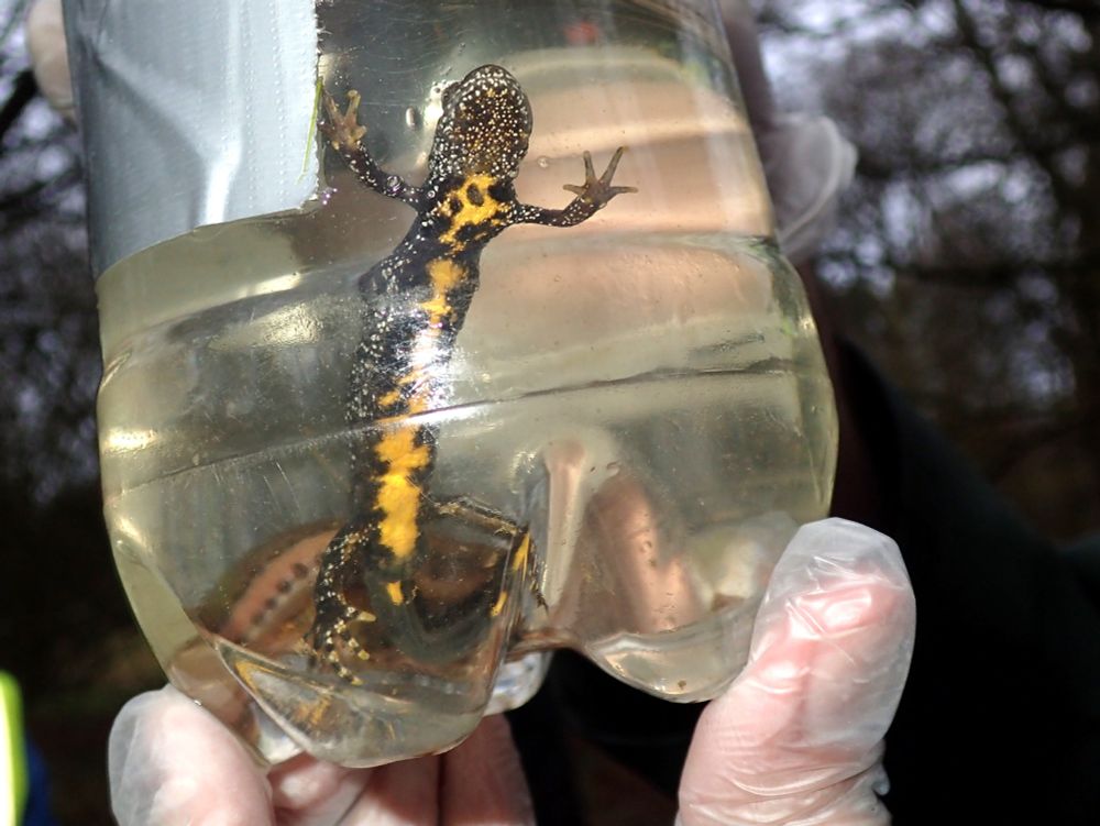  Great crested newt in a clear plastic bottle, caught during a survey
