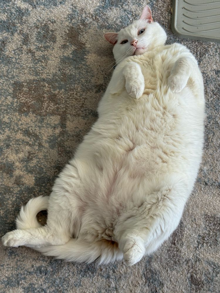 A large, white cat lays on his back and looks at the camera.