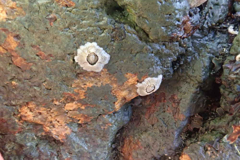 Rocks partially covered with a smooth olive green coating, with two barnacles growing on it.

The smooth green coating on these rocks is the lichen Wahlenbergiella mucosa. The name reflects the fact that the original type specimens were collected by Göran Wahlenberg from northern Europe. The surface is smooth and shiny, without cracks. Its colour can vary from olive-green when growing in shaded places (as here), to black when in direct sunlight.