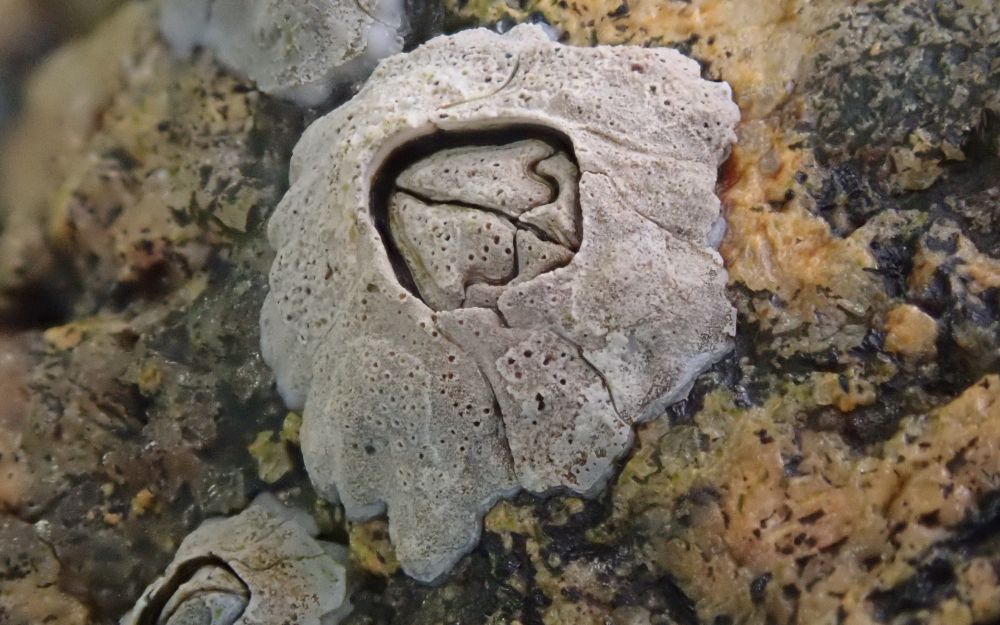 A close up view of a single barnacle, which fills much of the frame, though parts of two other barnacles can be seen behind it. All three are attached to rocks that are pale orange in colour and partially covered with the dark olive-green of Wahlenbergiella mucosa. The pale orange may be an alga growing on the rock.

On the shell of the barnacle numerous very tiny black holes may be seen, no larger than 0.25 mm across. These tiny pits are the only evidence that a lichen is living embedded within the shell of the barnacle.

The lichen is called Collemopsidium foveolatum and is common around the shores of Britain and Ireland, except in parts of the south and east of England where rocky coasts are not found.

There are other species of Collemopsidium where the perithecia are more visible on the surface, but this was the only species I was able to find on Rona. Wherever barnacles, limpets or other shells are found, it is worth looking closely with a lens to see whether any have this lichen.