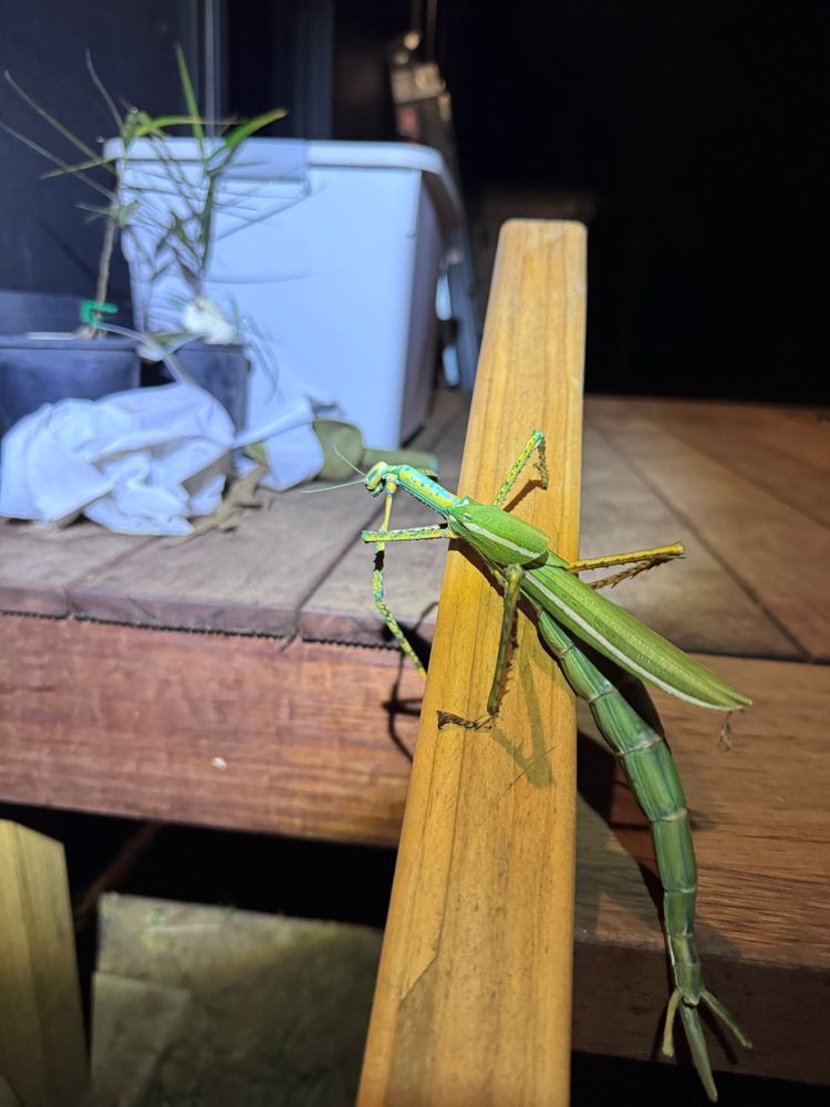 A Australian giant stick insect 