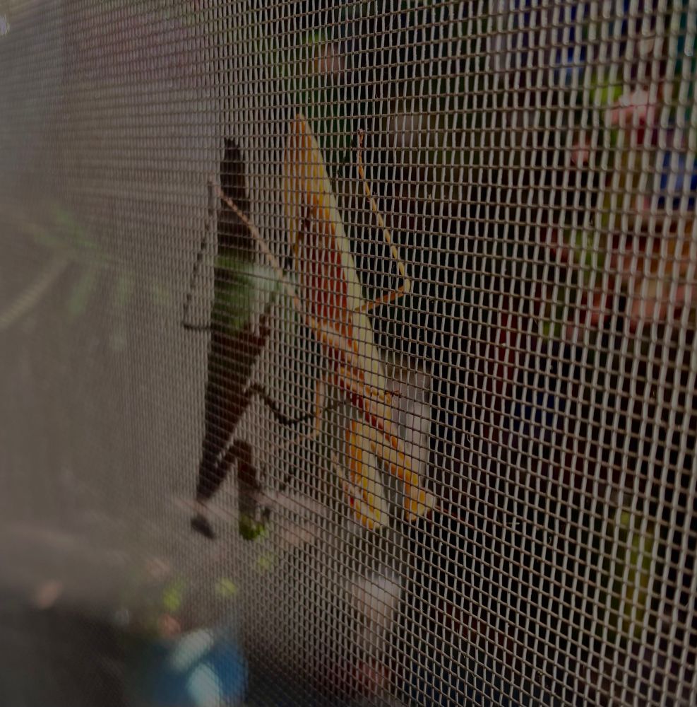 A photograph of a golden yellow praying mantis clinging to a sliding screen door. The mantis is upside down, and the summer sun casts a stark mirrored shadow onto the screen door. 