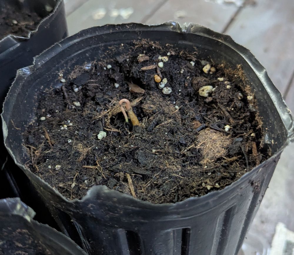 A pawpaw sprout struggling to separate from its seed shell
