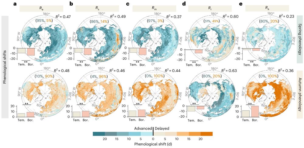 Northern Hemisphere circumpolar maps showing the phenological shifts of plant and soil microbial respiration under warming above 20°N